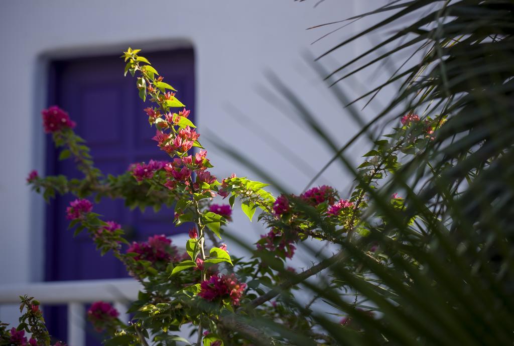 Kivotos Mykonos - Preferred & 5*